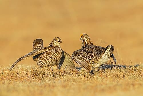 Greater prairie chicken males face off over territory dispute Art Print